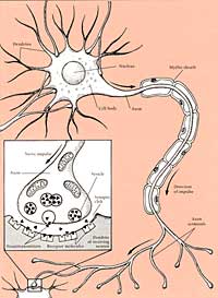 Neurona