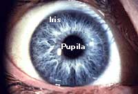 Ojo humano
