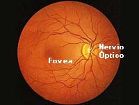 Imagen de la Retina humana a través de un oftalmoscopio