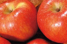 Las manzanas tienen vitamina B10.