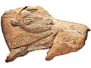 bisonte
