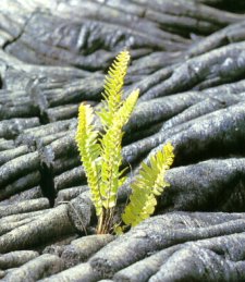Tierra [vulcànica] y planta
