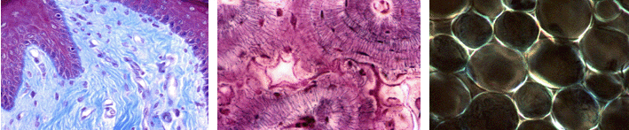 "Histología Animal"