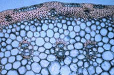 "Histología Vegetal"