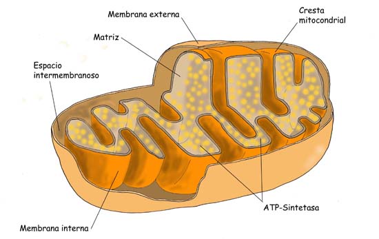 "Mitocondria"
