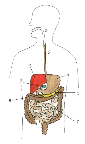 cuerpo humano