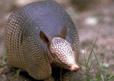 Armadillo. Tomada de www.geocities.com/RainForest