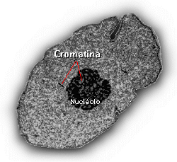 "Cromatina"