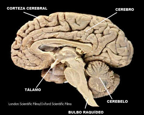 El encéfalo lleva a cabo las funciones más importantes de nuestro Sistema Nervioso. Tomada de Oxford Scientific Films.