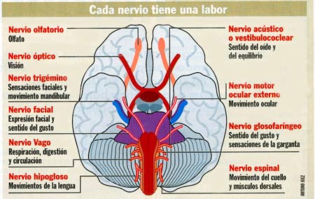 Los nervios craneales arrancan del encéfalo. Tomada de Cambio16 (20 de Enero de 2000).