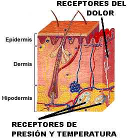 La piel es un órgano muy complejo que alberga a los receptores del tacto y del dolor. Adaptada de salud.discoveryespanol.com