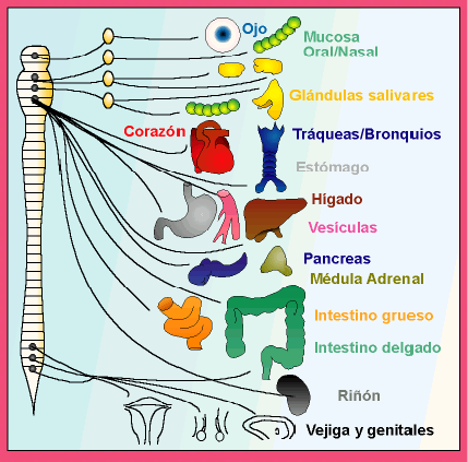 El Sistema Nervioso Autónomo Parasimpático relaja y atenúa nuestra actividad orgánica. Tomada de mural.uv.es_semarguz