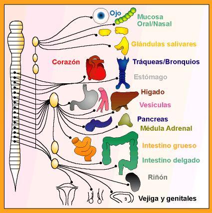 El Sistema Nervioso Autónomo Simpático es activador del organismo. Tomada de mural.uv.es_semarguz