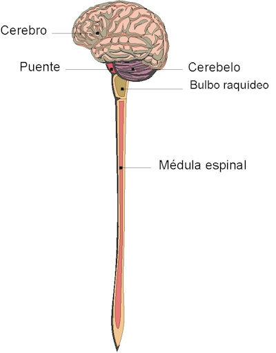 “El encéfalo y la médula constituyen los centros de control más importantes. Tomada de la Asociación Alzheimer de Monterrey.”