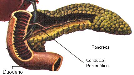 el pncreas y su conexin con el duodeno