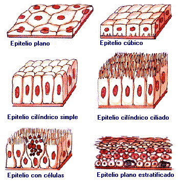 "Tejido epitelial"
