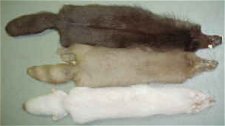 Mutaciones naturales provocan el cambio en el color del pelaje de muchos animales. Tomado de wild_www.eidnesfurs.com