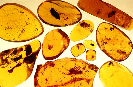 "El ámbar, resina fósil, puede conservar en su interior invertebrados, vegetales e, incluso, burbujas de aire de hace millones de años. Tomada de www.dominicana.com.do"